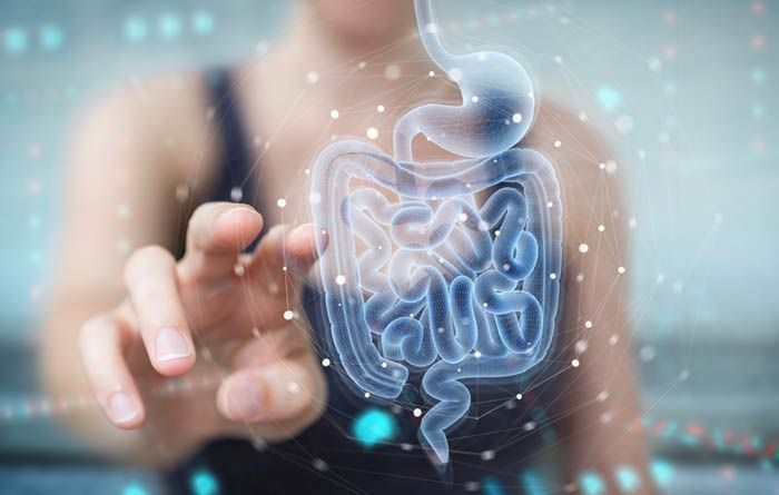 Entenda Seu Intestino: Disbiose, SII e Como a Nutrologia Pode Ajudar